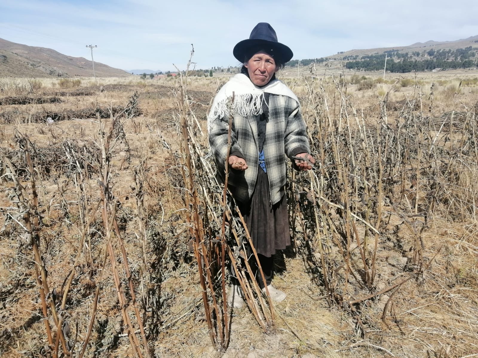 Sequía Provoca La Pérdida De Más De 100 Mil Hectáreas De Cultivo