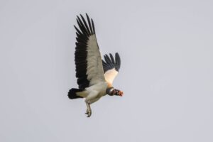 aves endémicas en Bolivia