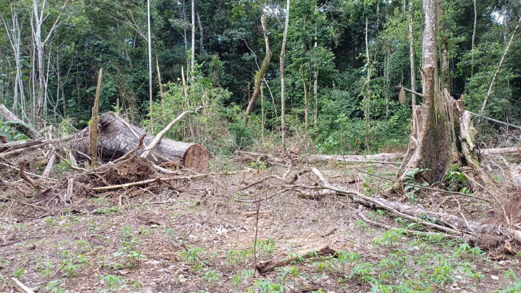 Deforestación de un bosque en el norte de La Paz